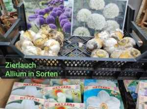 Zierlauch und Allium